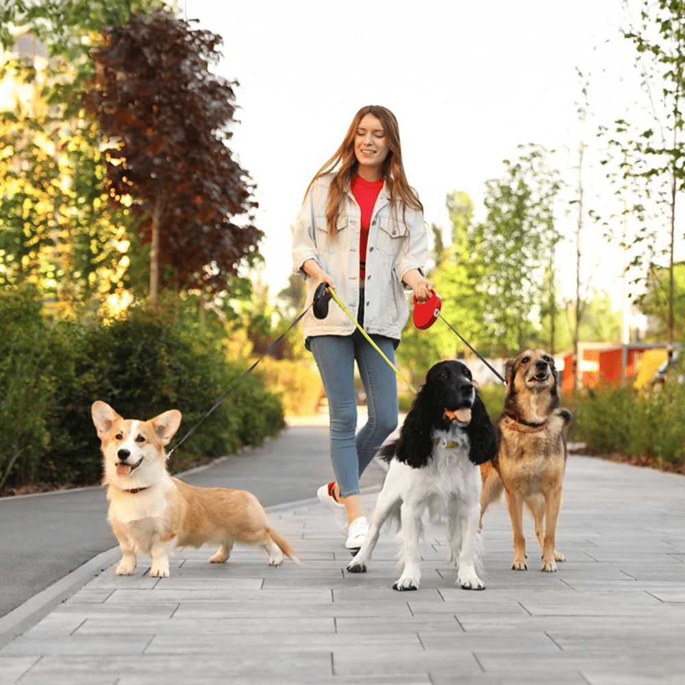 Dog walker outside with three dogs