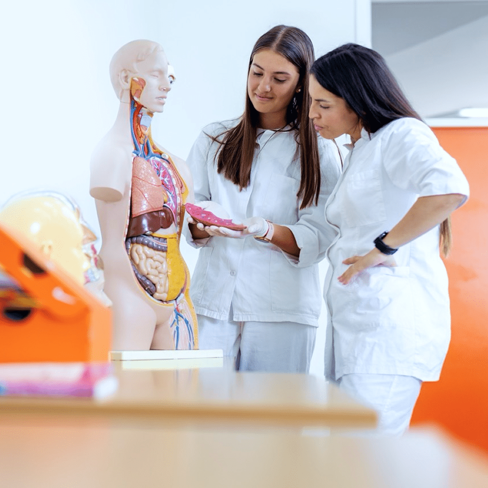 Two students studying a human anatomy model in a classroom.